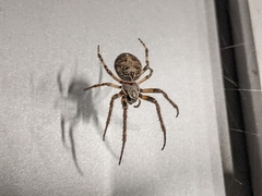 Larinioides sclopetarius