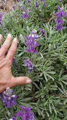 Lupinus obtusilobus