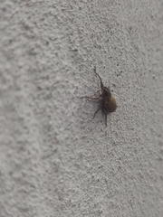 Pantomorus cervinus