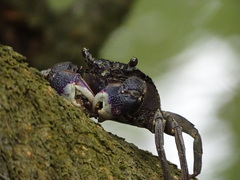 Episesarma versicolor