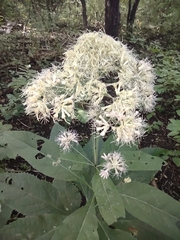 Eutrochium purpureum