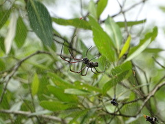 Trichonephila antipodiana