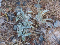 Pseudognaphalium microcephalum