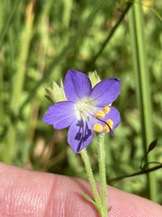 Polemonium occidentale occidentale