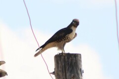 Buteo jamaicensis calurus