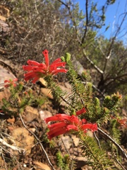 Erica abietina