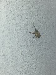 Pantomorus cervinus