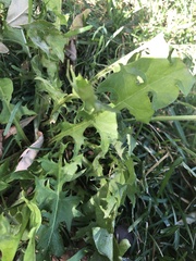 Taraxacum