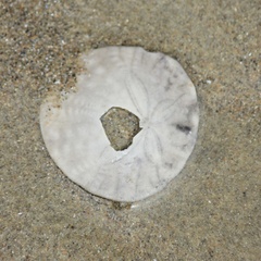 Dendraster excentricus