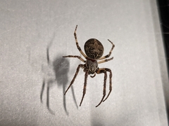 Larinioides sclopetarius