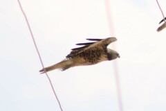Buteo jamaicensis calurus