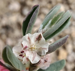 Polygonum shastense