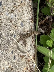 Podarcis siculus campestris