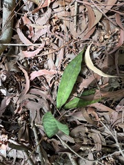 Eulophia maculata