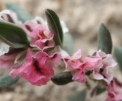 Polygonum shastense