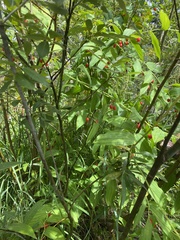 Streptopus amplexifolius