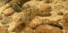 Cottus