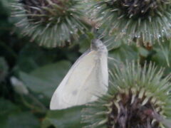 Pieris rapae