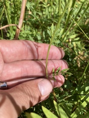 Polemonium occidentale occidentale