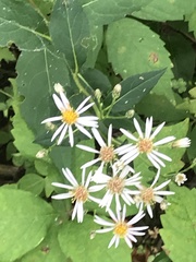 Eurybia schreberi