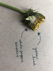 Taraxacum
