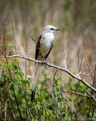 Tyrannus forficatus