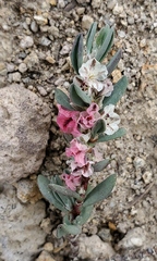 Polygonum shastense