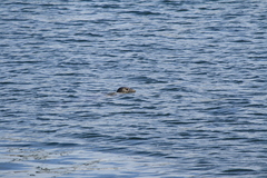Phoca vitulina richardii