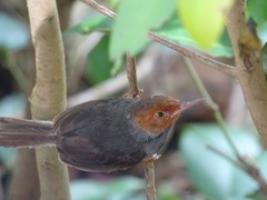Orthotomus ruficeps