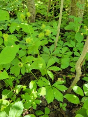 Sanicula marilandica