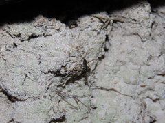 Agenioideus cinctellus