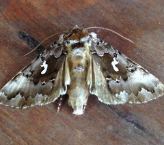 Autographa corusca