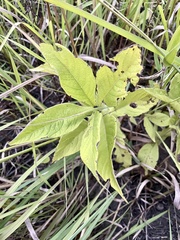 Triosteum perfoliatum