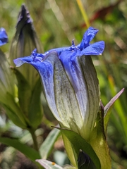 Gentiana parryi