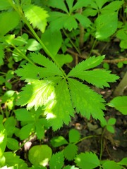 Sanicula marilandica