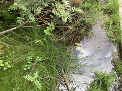 Juncus filiformis