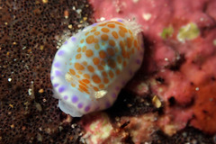 Chromodoris ambigua