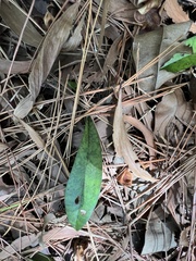 Eulophia maculata