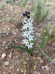Wurmbea spicata