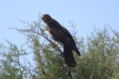 Buteo jamaicensis calurus