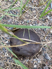 Calvatia cyathiformis