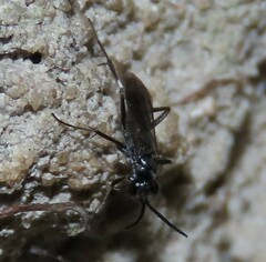 Agenioideus cinctellus