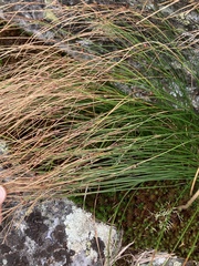 Oreojuncus trifidus