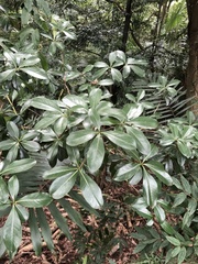 Ternstroemia gymnanthera