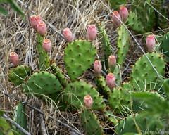 Opuntia macrorhiza