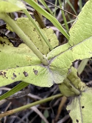 Triosteum perfoliatum