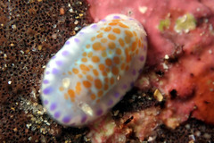 Chromodoris ambigua