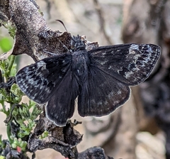 Erynnis baptisiae