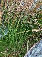 Oreojuncus trifidus