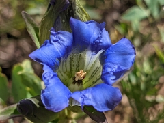Gentiana parryi